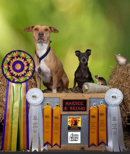 Barn Hunt Class