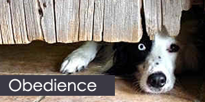 Dog Looking Under Door - Dog Training Services