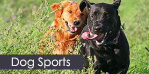 Dogs Running - Dog Training Services