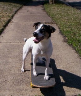 Dog on a Skateboard - Freestyle Classes