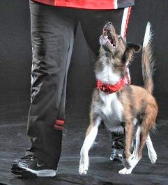 Walking a Dog - Dog Training Services